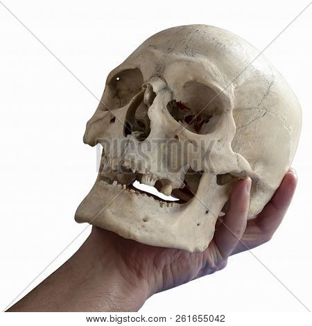 Human Skull In Human Hand, Close-up, Isolated On White. Alas, Poor Yorick!