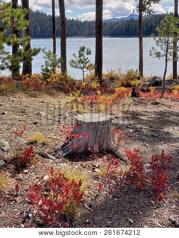 Foliage In Vibrant Fall Colors Of Red And Yellow Along The Shores Of Elk Lake In The Cacade Mountain