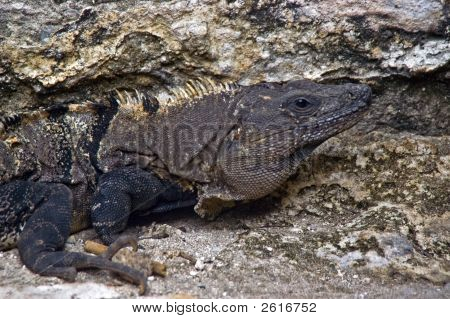 Leguan