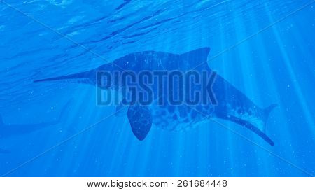 3d rendered illustration of a Shonisaurus