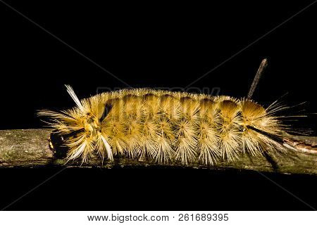 A Close Up Of A Banded Tussock Moth Caterpillar