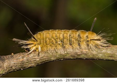 A Close Up Of A Banded Tussock Moth Caterpillar