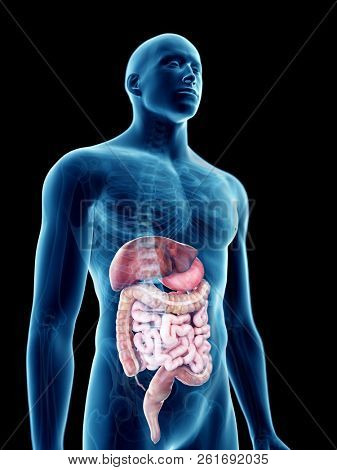 3d rendered medically accurate illustration of a mans digestive system