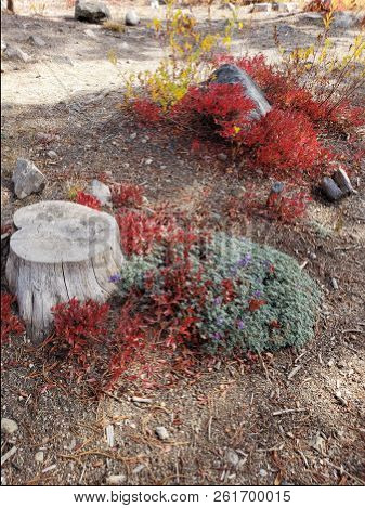 Foliage In Vibrant Fall Colors Of Red And Yellow Along The Shores Of Elk Lake In The Cacade Mountain
