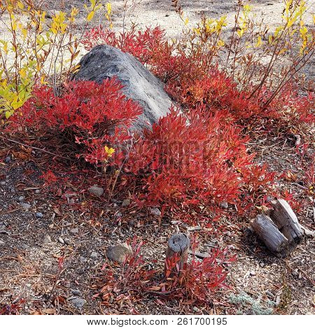 Foliage In Vibrant Fall Colors Of Red And Yellow Along The Shores Of Elk Lake In The Cacade Mountain