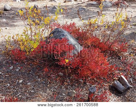 Foliage In Vibrant Fall Colors Of Red And Yellow Along The Shores Of Elk Lake In The Cacade Mountain