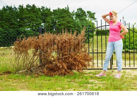 Woman Gardener Removing Withered Dried Thuja Tree From Her Backyard. Yard Work Around The House