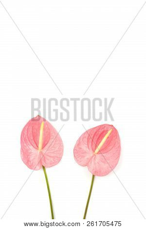 Two Beautiful Pink Laceleaf Flowers Isolated On White Background. Flat-lay, Top View. Copy Space For