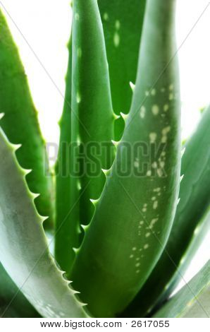 Aloe-Pflanze