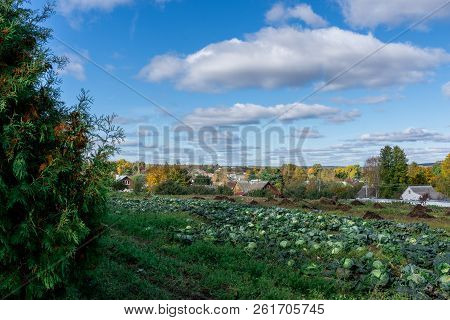 Autumn In Russia. In The Field Grows Cabbage, Which Was Planted By People