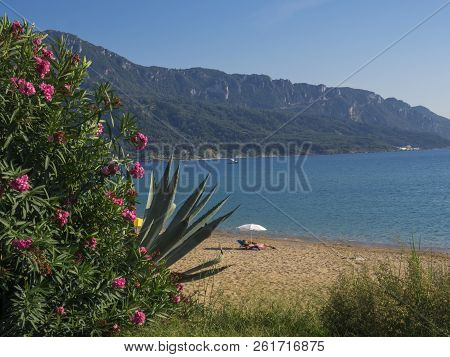 View On Sand Beach And Sea At Agios Georgios Pagon At Corfu Island, Greece With Beatiful Blooming Pi