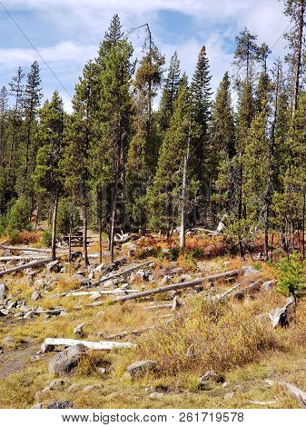 Foliage In Vibrant Fall Colors Of Red And Yellow Along The Shores Of Elk Lake In The Cacade Mountain
