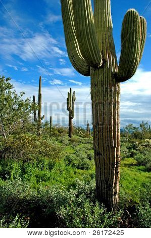 Kandelaberkaktus in Arizona mit Himmel und Wolken im Hintergrund