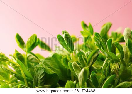 Toumyou bean sprouts (Green Pea Sprouts) on a pink background.