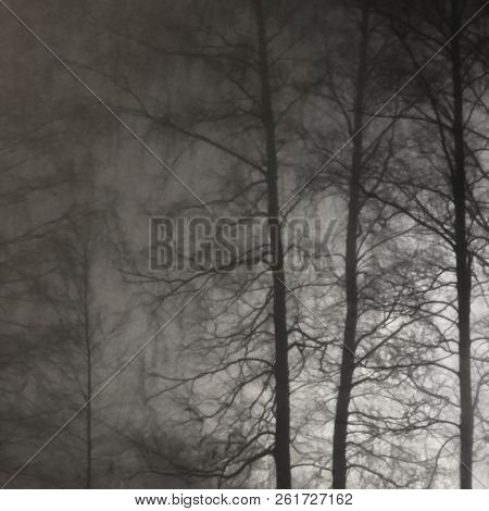 Illuminated Naked Leafless Branches, Backlit Misty Trees Silhouettes, Vertical Bright Background Lit