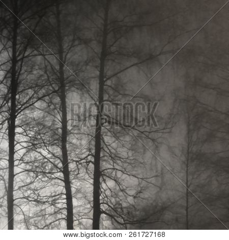 Illuminated Naked Leafless Branches, Backlit Misty Trees Silhouettes, Vertical Bright Background Lit