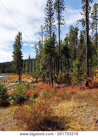 Foliage In Vibrant Fall Colors Of Red And Yellow Along The Shores Of Elk Lake In The Cacade Mountain
