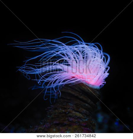 Beautiful Flower Tube Anemone (Cerianthus filiformis) in tropical waters of the west Pacific area.