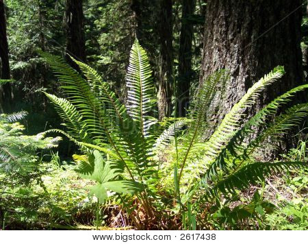 Fern Mountian