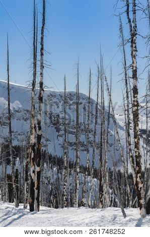 Burnt White Poplar Trees In The Snow Of A Ski Resort