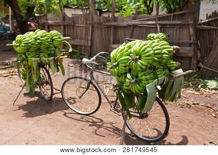 Pile of green African bananas stacking on bicycle at fresh market in Mto wa Mbu village, Arusha Region, Tanzania. Environmental-friendly way to transport bananas.