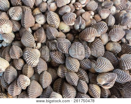Tegillarca Granosa. A Variety Of Mollusks Used For Food. Photo Of The Counter On The Market.