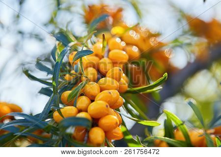 Branch Of Sea Buckthorn On A Background Sky