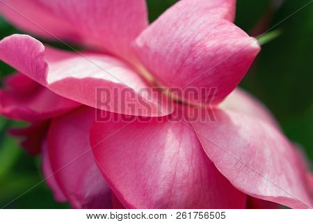 Rose Petals Of A Bud Of A Blossoming Rose