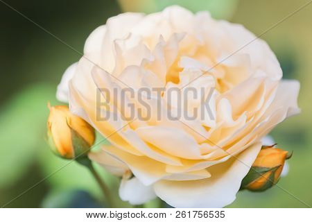 Fresh White Rose On Green Foliage Background