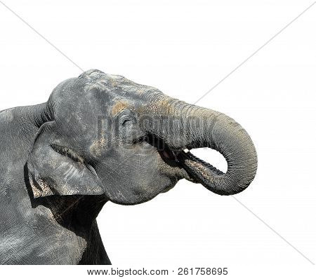 Elephant Isolated On White. Portrait Of A Big Gray Elephant Close Up. Zoo Animals.