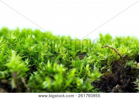 Green Moss Isolated On White Background Close Up.