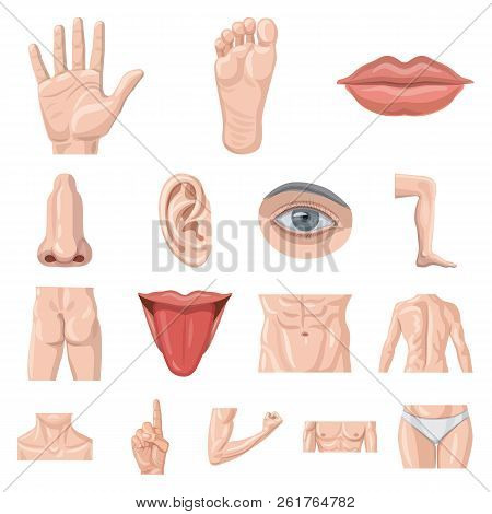 Isolated Object Of Human And Part Sign. Collection Of Human And Woman Stock Symbol For Web.
