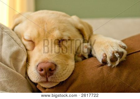 Cucciolo