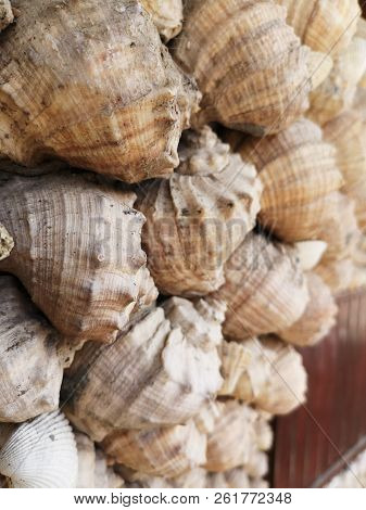 Abundance Shell Animal Wildlife Backgrounds Close-up Day Food And Drink Full Frame Invertebrate Larg