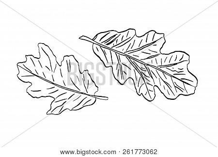 Vector Black Contour Oak Leaves With Streaky