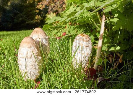 Some Young Mushrooms Grow In Autumn On The Edge Of A Meadow.