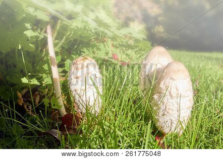 Some Young Mushrooms Grow In Autumn On The Edge Of A Meadow.