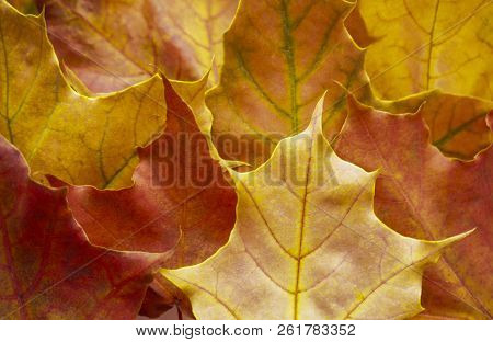 Autumn..orange, Yellow, Red Autumn Leaves For Background.