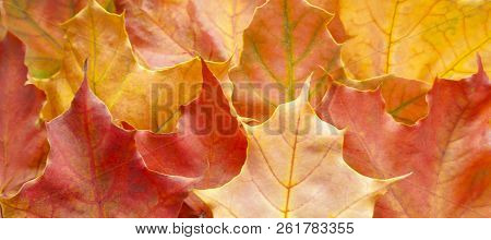Autumn..orange, Yellow, Red Autumn Leaves For Background.