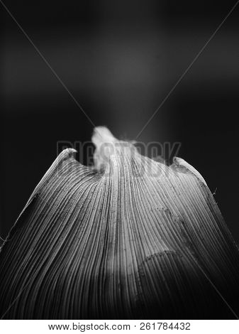 Black And White Image Of A Leaf With Grey To Black Transition From Top To Down With Parallel Venatio