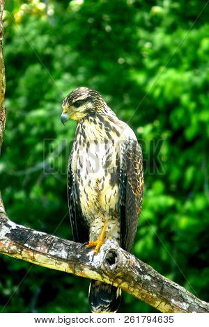 Sole Eagle Staying Om The Branch Of A Tree In 