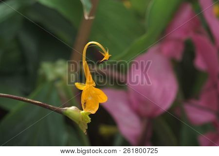 Yellow Globba Flowers Blooming In The Garden Are Shaped Like A Swan