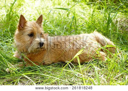 The Portrait Of Norwich Terrier In A Garden