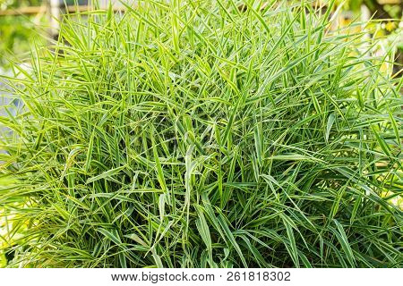 Beautiful Bush Phalaris Arundinacea Growing In Landscape Design In Sunny Day Close Up.