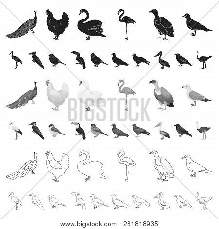Types Of Birds Cartoon Icons In Set Collection For Design. Home And Wild Bird Vector Symbol Stock We