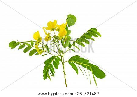 Closed Up Yellow Flower American Cassia Or Golden Wonder Isolated On White Background.saved With Cli