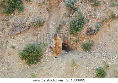 Bobak Marmot (marmota Bobak) Stands On Hind Legs Near To Its Hole And Whistles (at The Bottom Of A C