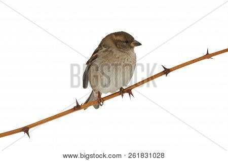 House Sparrow (passer Domesticus) Sits On A Branch With Thorns (isolated On White Background).