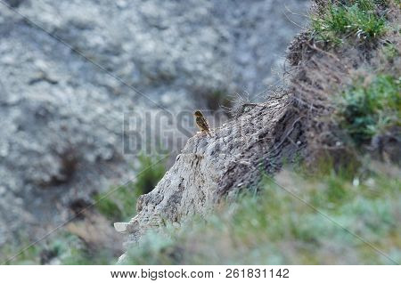 Ortolan (emberiza Hortulana) Sits On An Impressive Stone Wall Of A Chalk Gully.