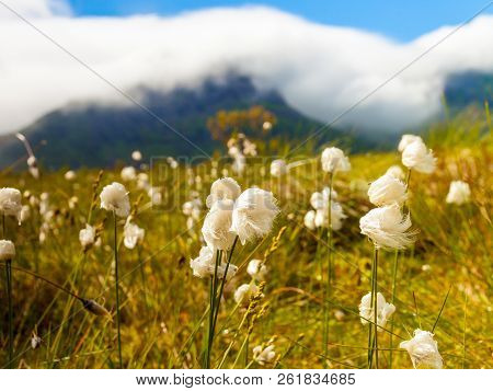 White Flowers And Mountains Covered With Clouds In Background. Gimsoya Island Landscape, Nordland Co